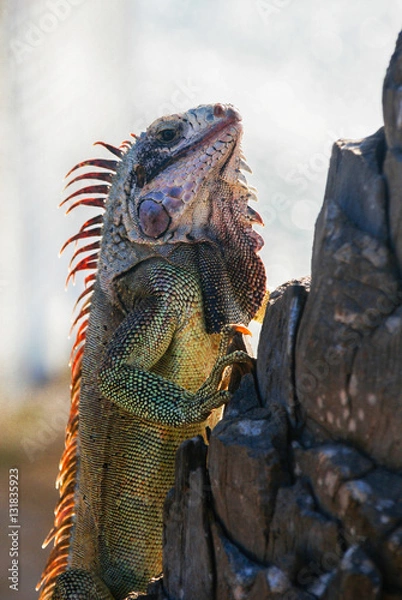 Obraz A iguana of various colors climbing a tree.
