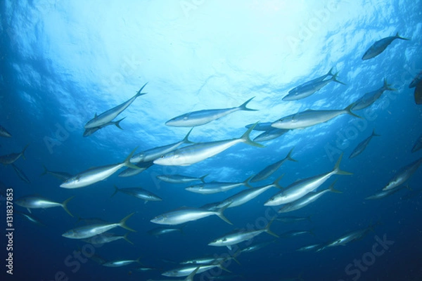Obraz Tuna fish
