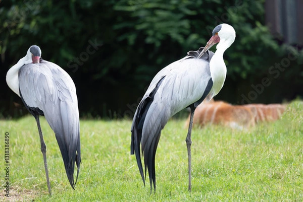 Obraz Pair of the Wattled crane standing on the grass. Horizontally.