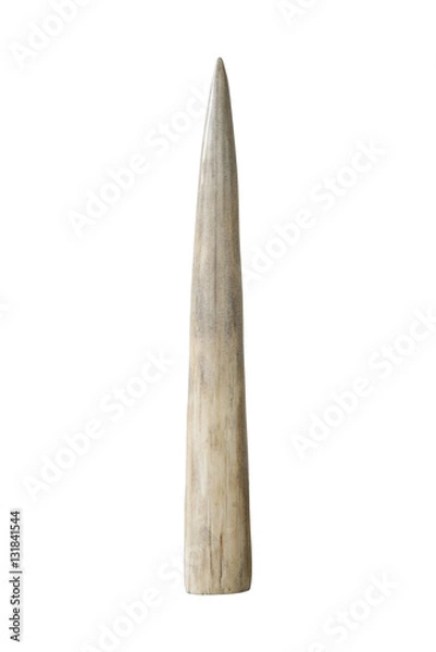 Obraz Ivory tusk on white background