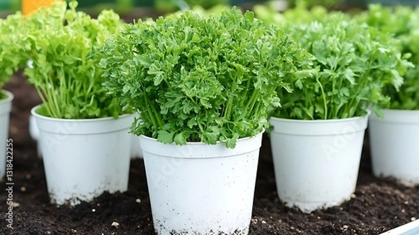Fototapeta Fresh parsley plants in white pots.