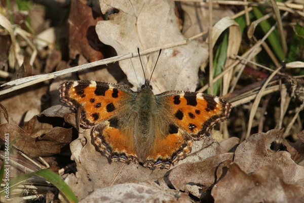 Fototapeta A rare Large Tortoiseshell Butterfly, Nymphalis polychloros, on the ground on leaf litter enjoying the sunshine in a woodland clearing.