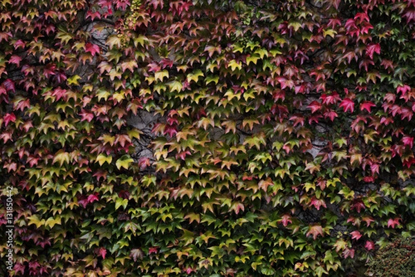 Obraz maple on the wall