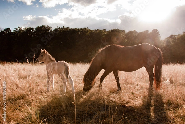 Obraz Islandpferd mit Fohlen