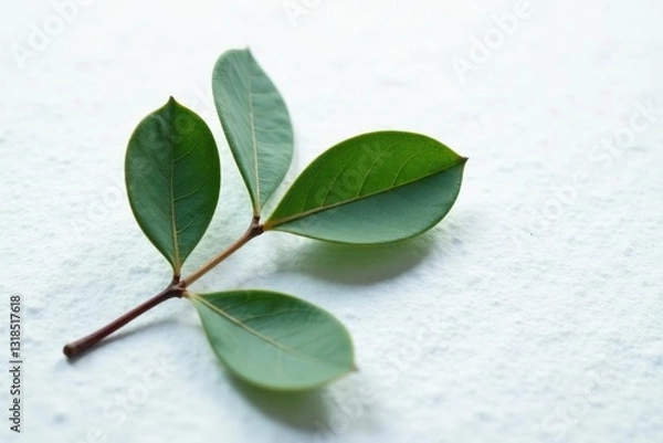 Obraz Single eucalyptus leaf on a snowy white surface, white background, texture, elegance