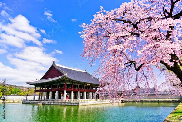 Obraz View of the beautiful cherry blossoms with a traditional Korean house next to a lake in spring in Seoul.