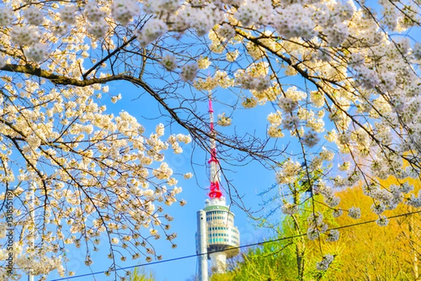 Obraz View of the Seoul Tower and some flowers in spring in Seoul, South Korea.