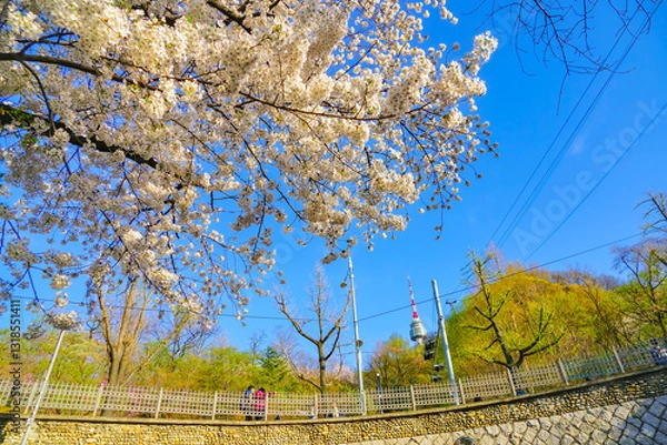 Obraz View of the cherry blossoms in spring in Seoul, South Korea.