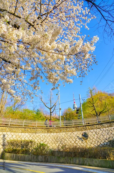 Obraz View of the cherry blossoms in spring in Seoul, South Korea.