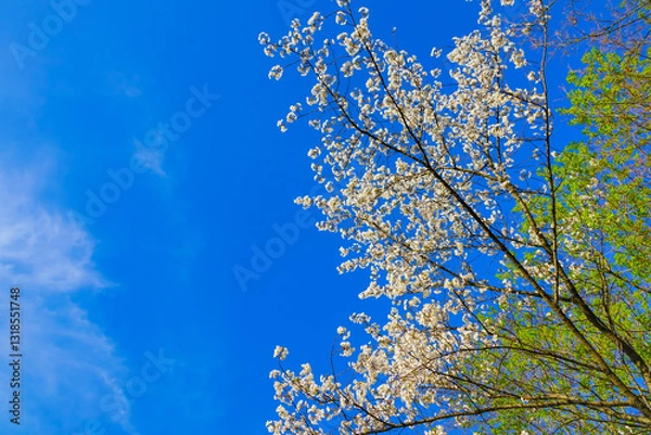 Obraz View of the cherry blossoms in spring in Seoul, South Korea.