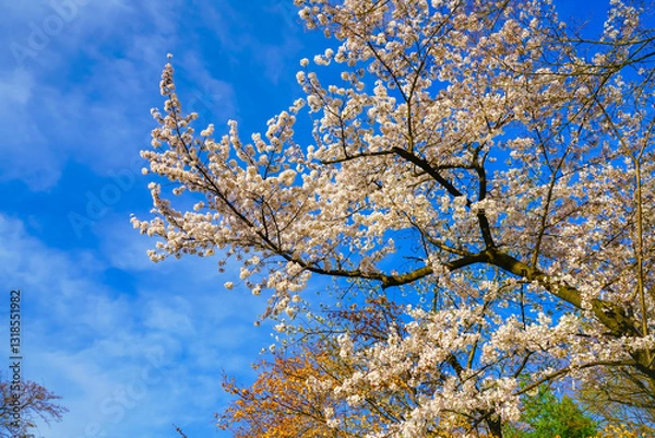 Obraz View of the cherry blossoms in spring in Seoul, South Korea.