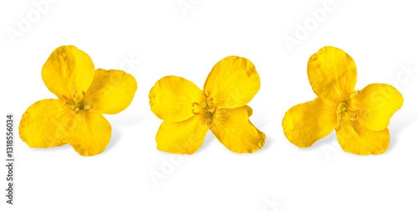 Fototapeta Close-up Rapeseed Flowers Isolated on White Background. Clipping path. No AI tools