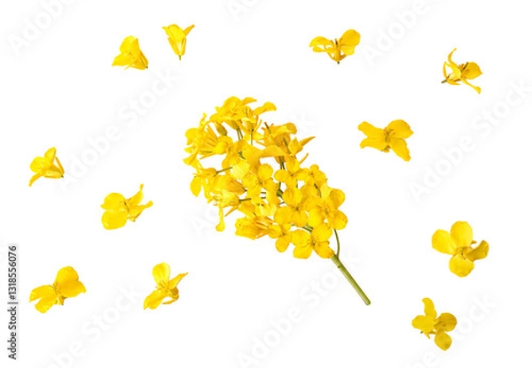 Fototapeta Blossoms, rapeseed flowers isolated on white background. Mustard flowers, isolated on white background. Clipping path. No AI tools