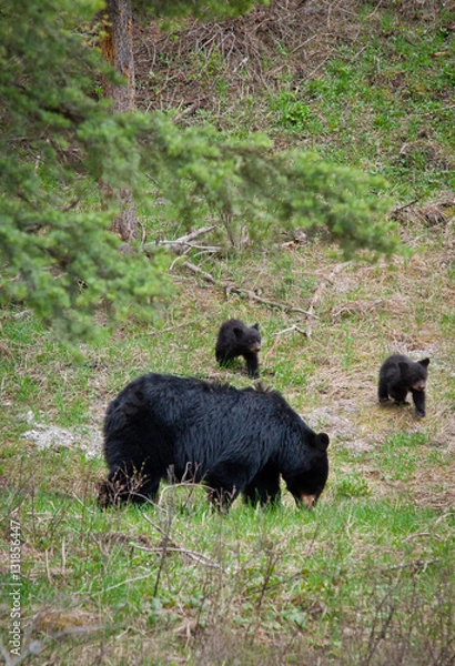 Fototapeta Orsi a Yellowstone