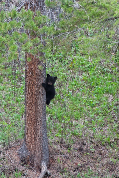 Fototapeta Orsi a Yellowstone