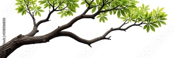 Fototapeta Twisted tree branch isolated on white background, nature, wood