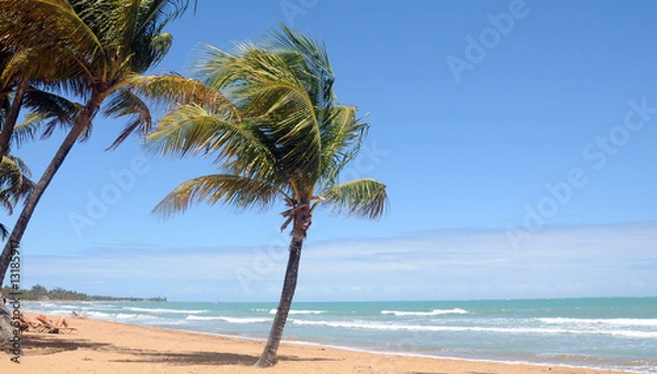 Fototapeta Beautiful tropical beach with palm tree