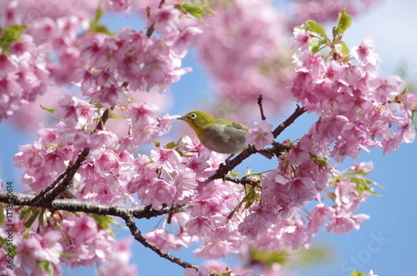 Obraz 河津桜とメジロ１