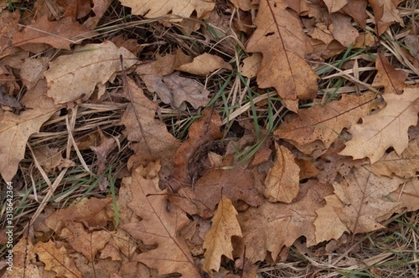 Fototapeta Close-up of dry oak leaves on the forest floor creating a textured autumn background with warm earthy tones