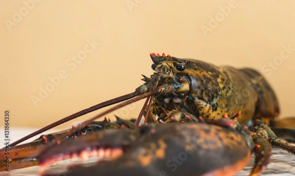 Obraz Profilo di un astice