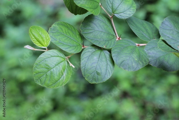 Fototapeta Bidara leaves (Zizyphus mauritiana) are leaves from the bidara tree which have many health benefits. The leaves are oval in shape, shiny green on top, and almost white underneath.