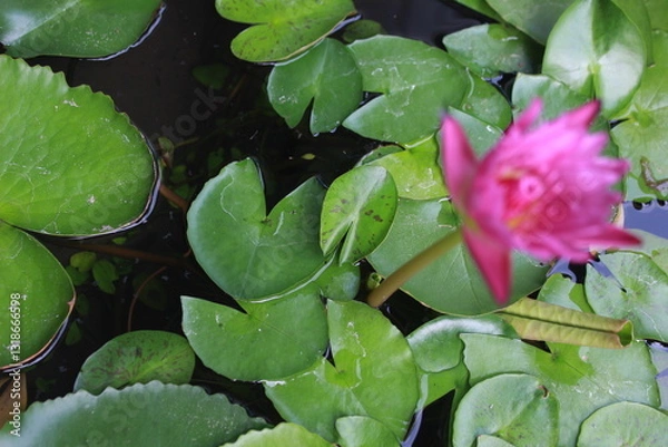 Fototapeta Pink lotus flowers are in a small basin in the garden.