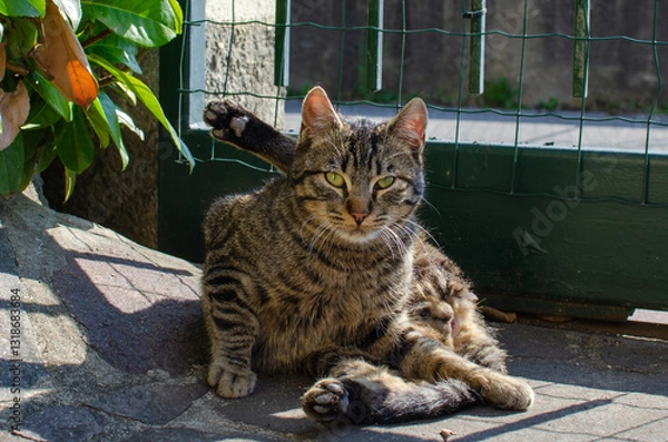 Obraz cat in the garden