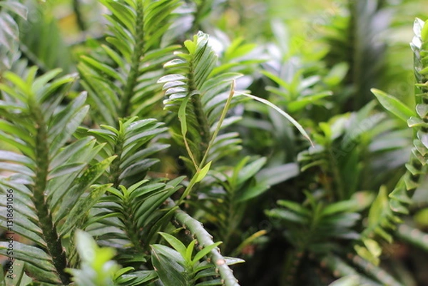 Fototapeta The centipede tree or centipede antidote tree (Euphorbia tithymaloides) is an ornamental plant that has leaves that resemble centipedes. The leaves are oval and pointed at the tip.