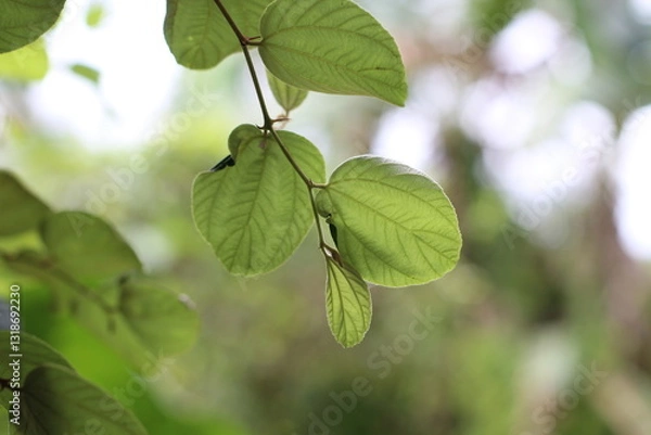 Fototapeta Bidara leaves (Zizyphus mauritiana) are leaves from the bidara tree which have many health benefits. The leaves are oval in shape, shiny green on top, and almost white underneath.