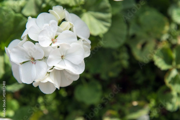 Obraz white geranium flowers