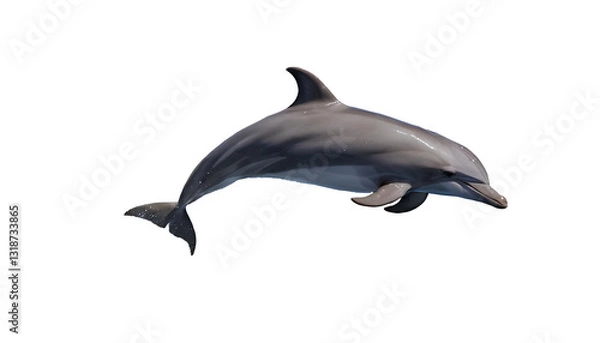 Fototapeta Photo of dolphin isolated on transparent background.png