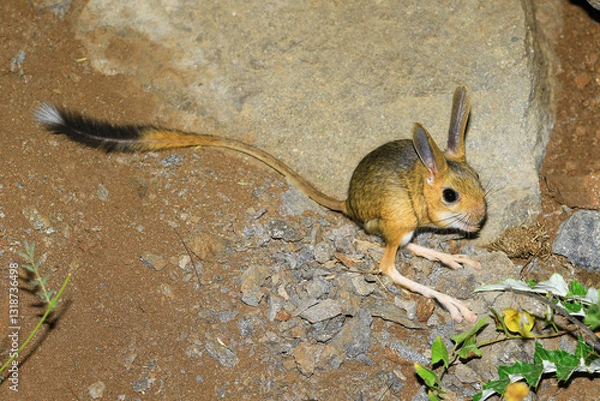 Obraz The jerboa (Scarturus williamsi) is a species in danger of extinction and is on the red list.