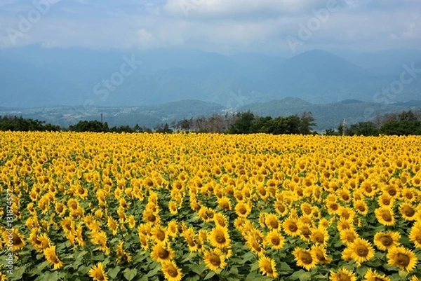 Fototapeta 明野のひまわり