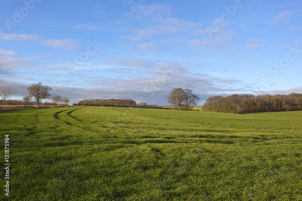 Obraz winter wheat and woods