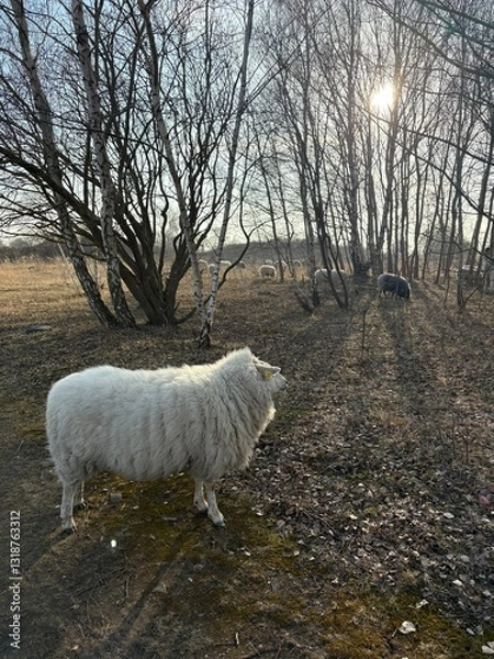 Obraz sheep in the snow