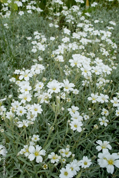 Fototapeta chickweed flower