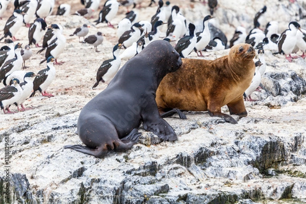 Fototapeta Unspoilt, wild nature in Patagonia in the Beagle Channel.