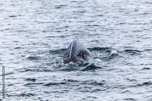 Fototapeta Unspoilt, wild nature in Patagonia in the Beagle Channel.