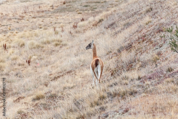 Fototapeta Nice view of the beautiful, wild Guanaco on Patagonian soil.