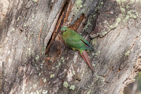 Fototapeta Nice view of the beautiful, wild Parrot on Patagonian soil.