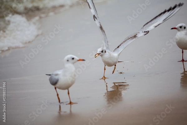 Fototapeta Seagull in the natural environment on the Baltic Sea.