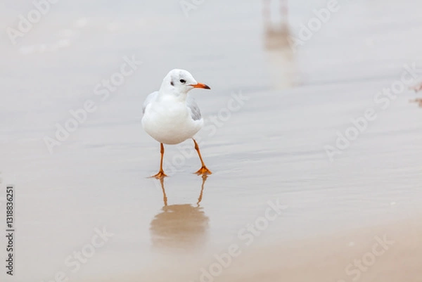 Fototapeta Seagull in the natural environment on the Baltic Sea.