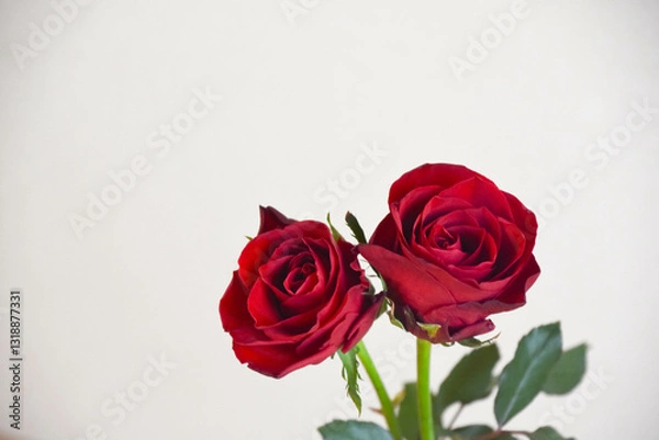 Fototapeta 赤いばら