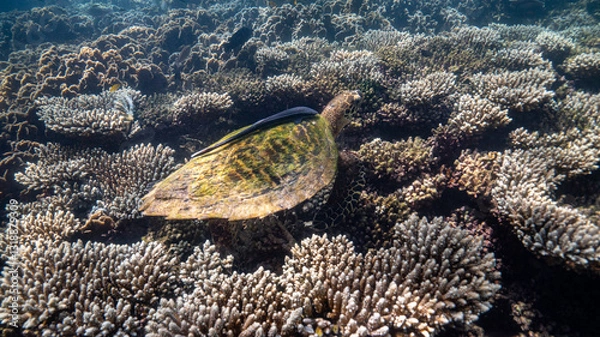 Obraz sea turtle in the sea