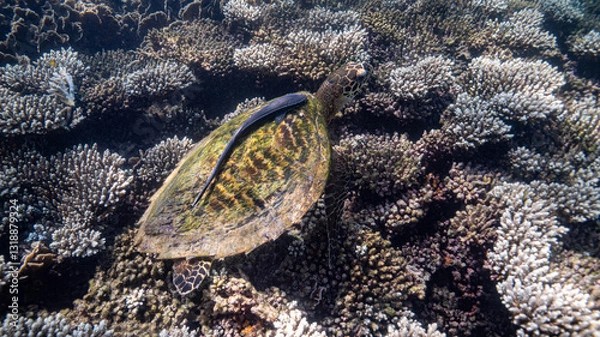Obraz sea turtle in the sea