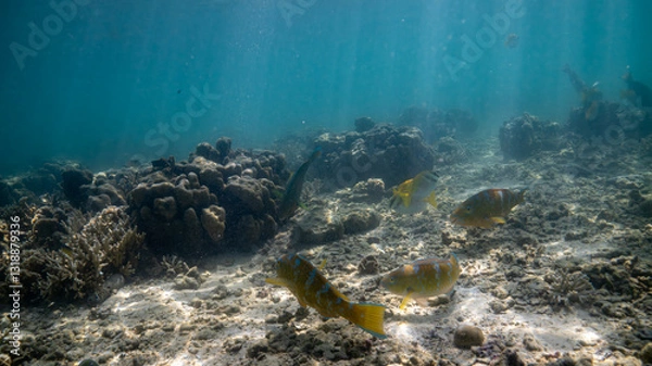 Obraz coral reef and fishes