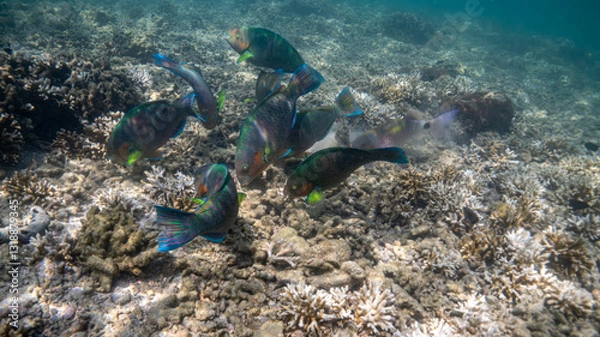 Obraz coral reef and diver