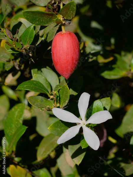 Fototapeta Carissa macrocarpa white blooming flower and a ripe red fruit in the botanical garden of Gran Canaria