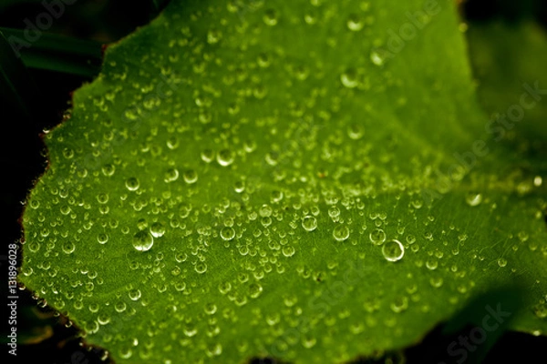 Obraz gotas de rocio