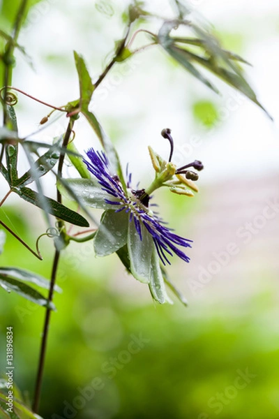 Fototapeta Passion flower (Passiflora incarnata) with details